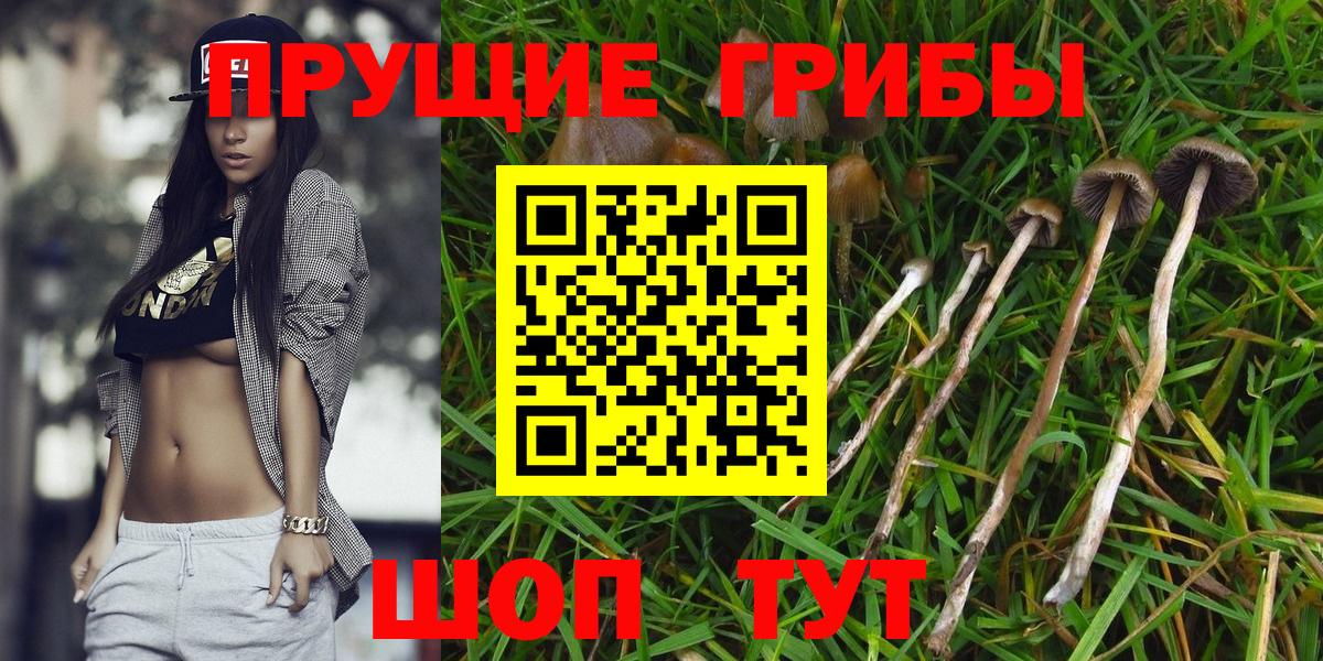 Ижевск  Псилоцибиновые грибы Psilocybine cubensis  Вход с VPN 